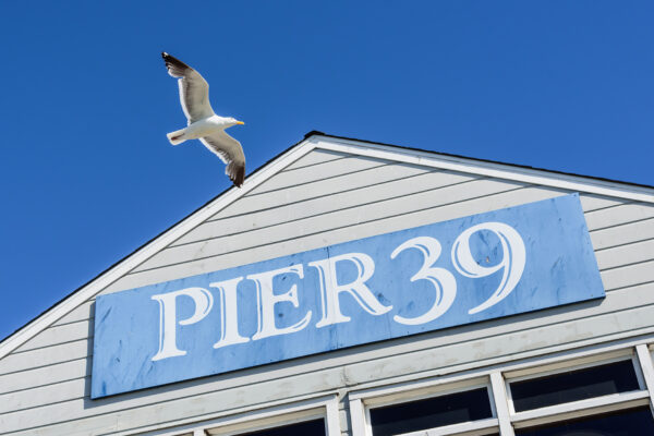 Pier39 sea gull