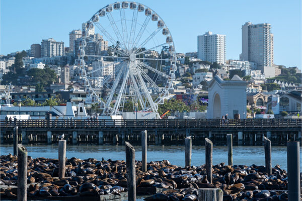 ferris wheel in distance