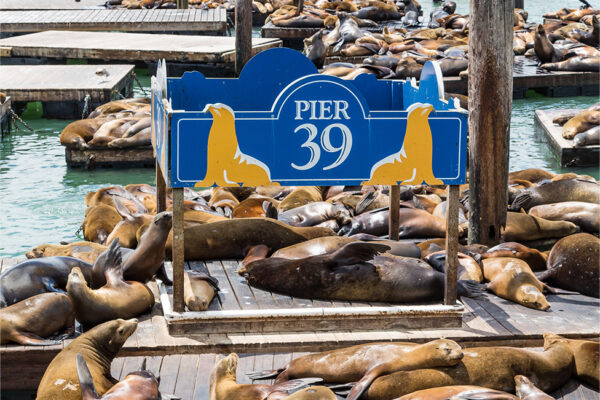 pier 39 sea lions